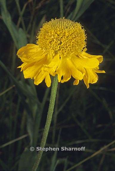 helenium bigelovii 2 graphic